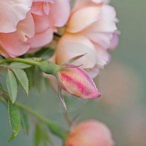 Meet your Posher, Holly